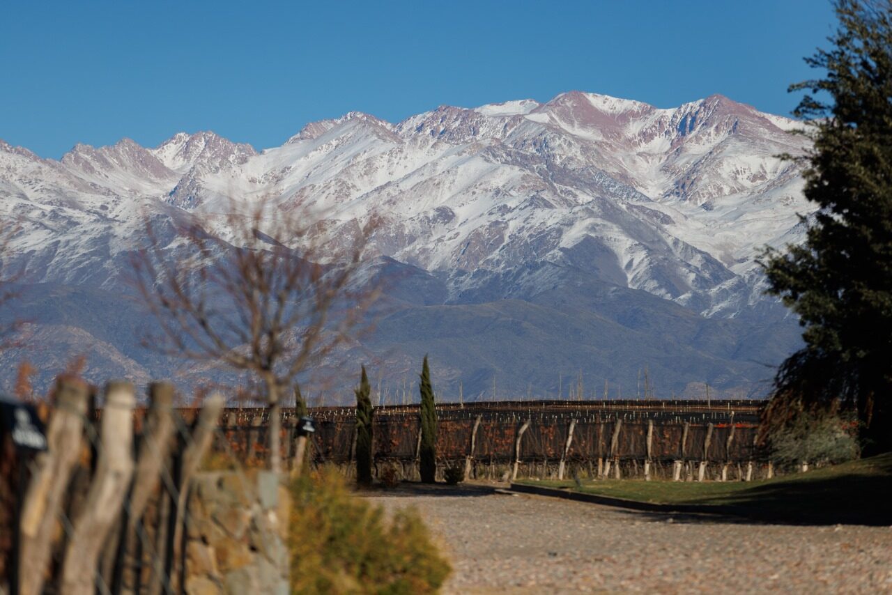 A gravel road running between winter vineyards towards the snow-capped Andes, with cypress trees along the fence line